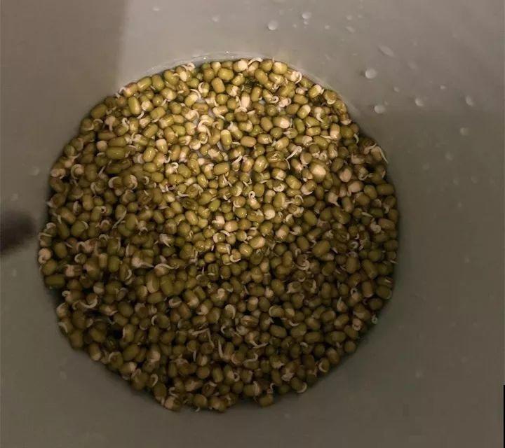 15块的黄金菜，自己在家就能种，成本只要1块钱！
