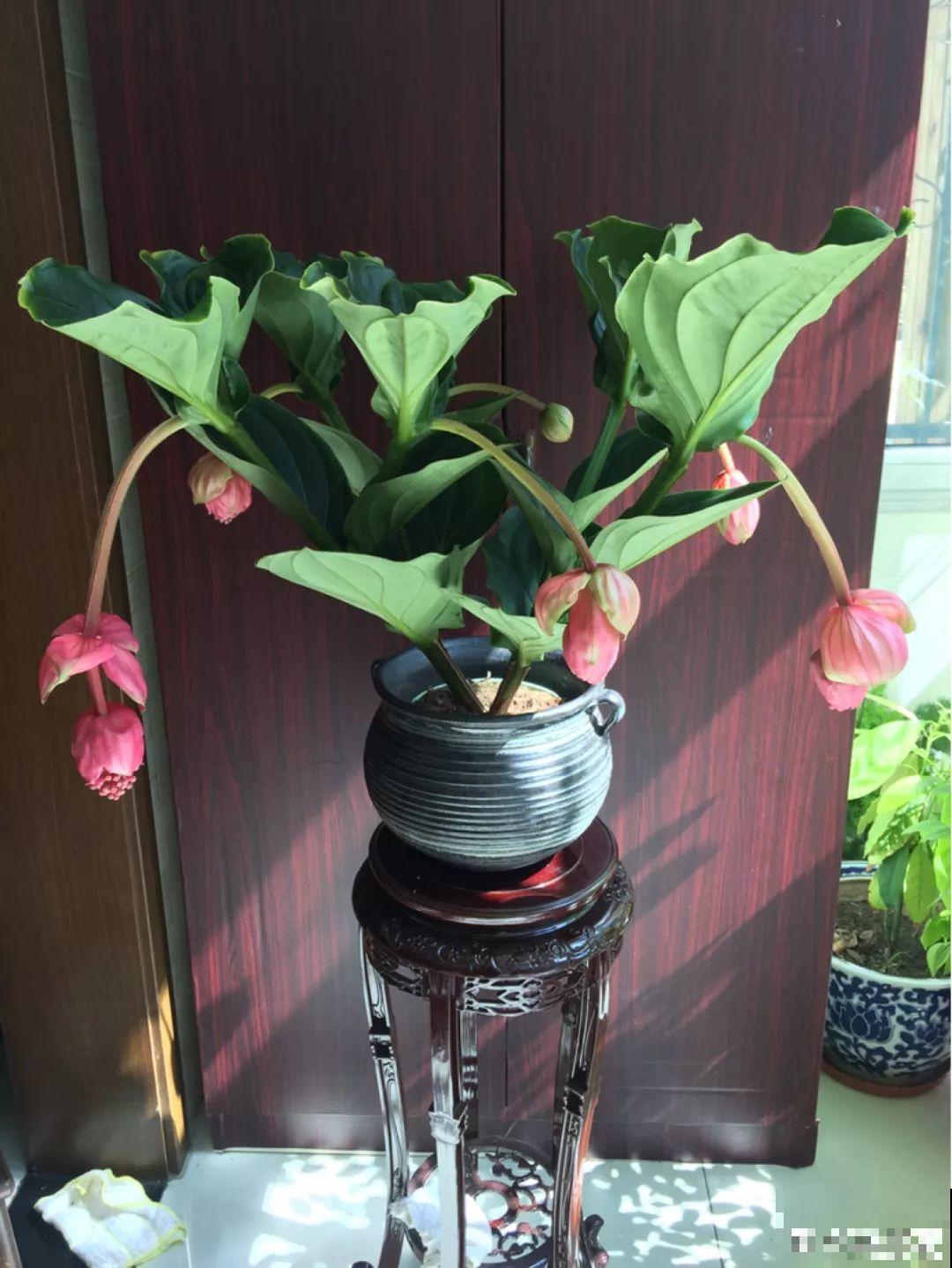 12个星座的守护花，新年养花，就养盆适合自己的！