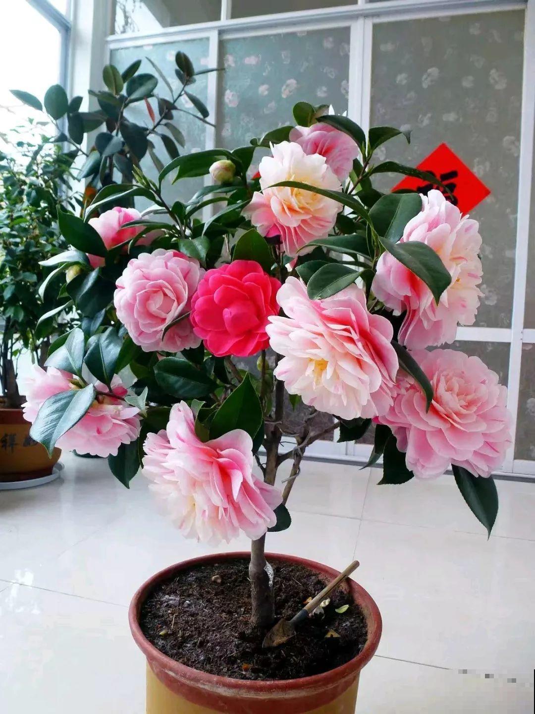 这花想要冬天开，就得狠心剪两刀，满树红花惹人爱！