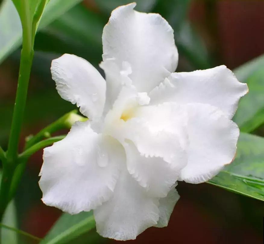 这2种花名字土，开花确实极美，邻居全都被惊艳