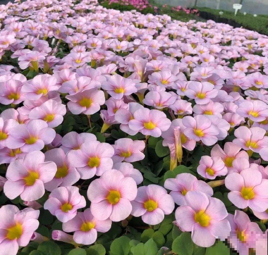 冬天养盆它，开花挤满小阳台，过年看着更喜庆！