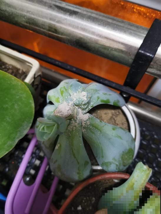 这小粉末看似平常，实际养花少不了，一撮就能养好满阳台的花！