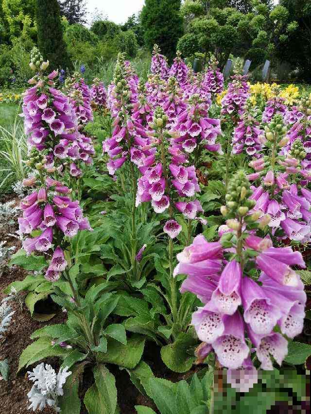 这2种花名字土，开花确实极美，邻居全都被惊艳