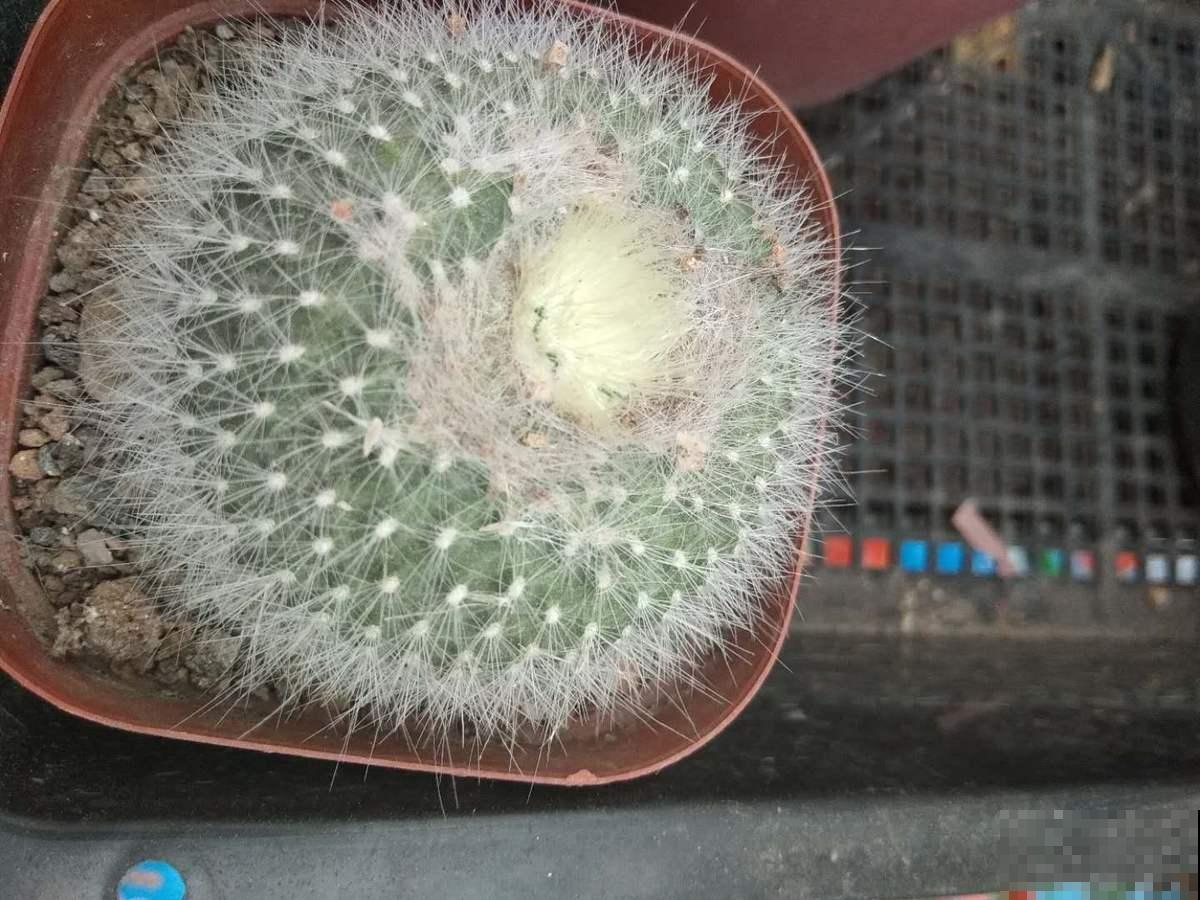 这花超耐旱，一冬天不浇水也能活，最适合新手养