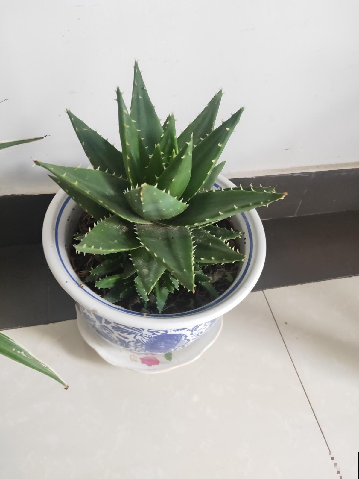 芦荟冬天这么养，一冬能长大好几倍，而且叶片饱满又硬实！