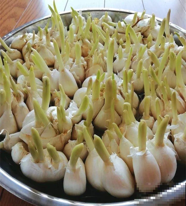 15块的黄金菜，自己在家就能种，成本只要1块钱！