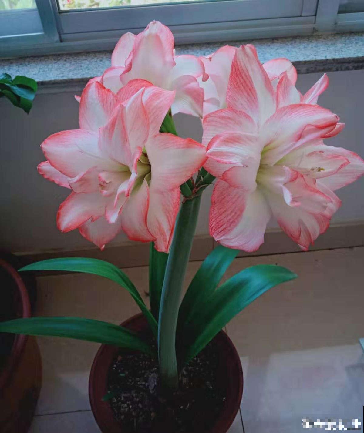 冬天要注意，这6种花坚决不能淋雨，一淋就烂根！