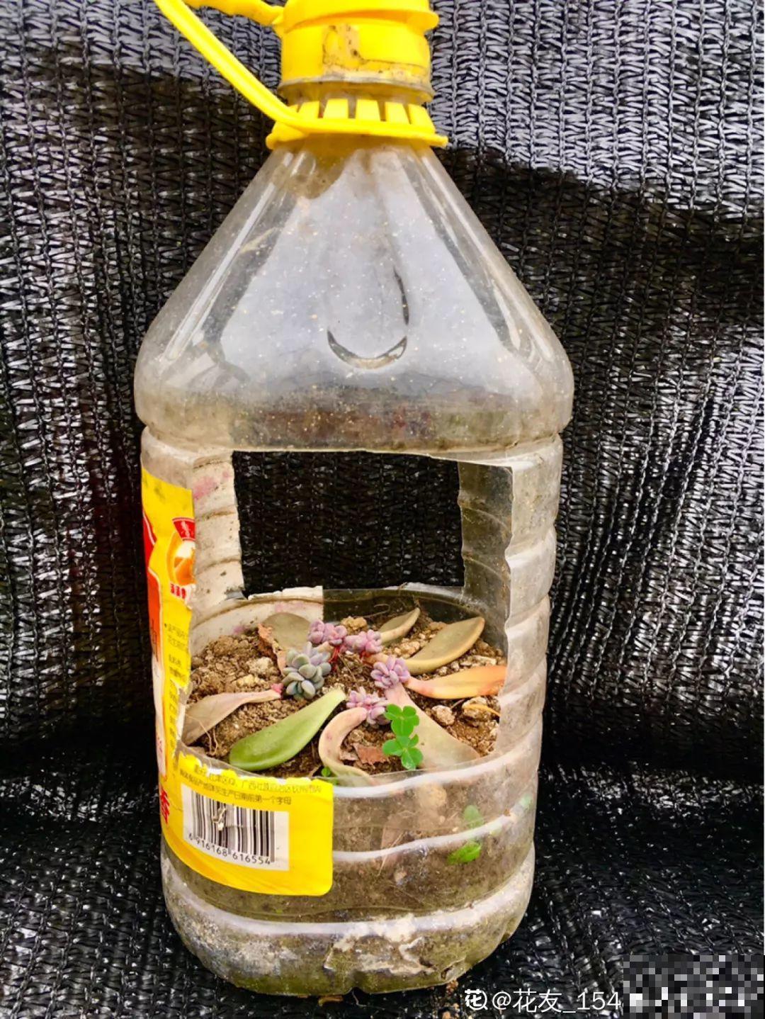 冬天扦插，用了这3种神器，生根快不黑腐，又省钱了！