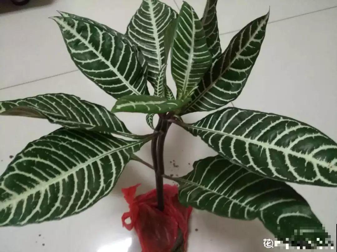 有品味的人，都爱养这2种花，10盆都不嫌多！