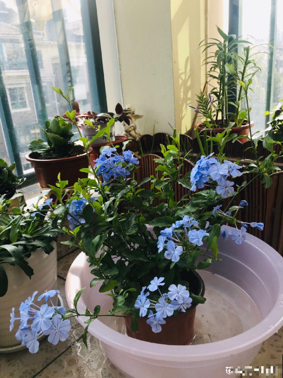 新买的花，盆上戳80个洞，越破花长得越旺！