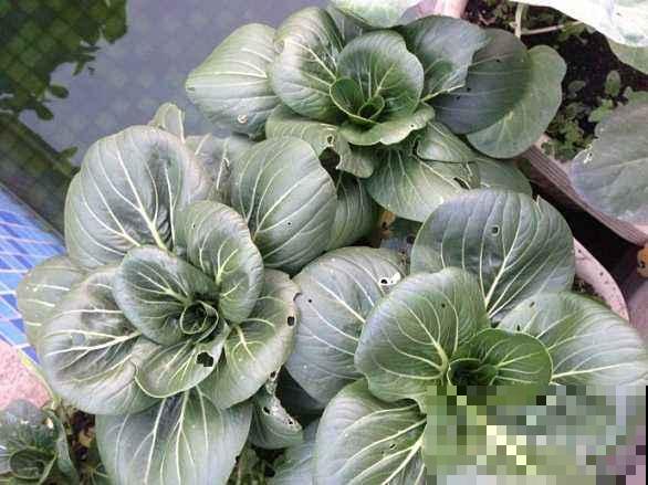 冬天不想出门买菜的赶紧种它，越冷越好吃，这下又省了买菜钱！