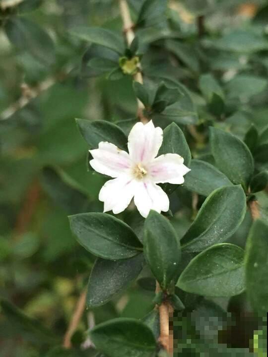 被名字吸引养的花，没想到颜值这么高，比茉莉还动人！