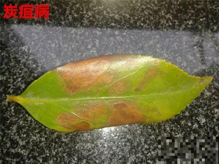 这花想要冬天开，就得狠心剪两刀，满树红花惹人爱！