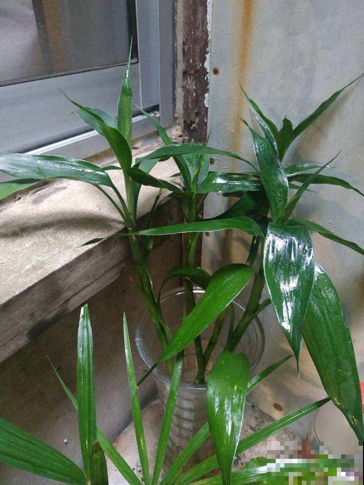过年养盆富贵竹，水里加点料，叶子反而绿油油