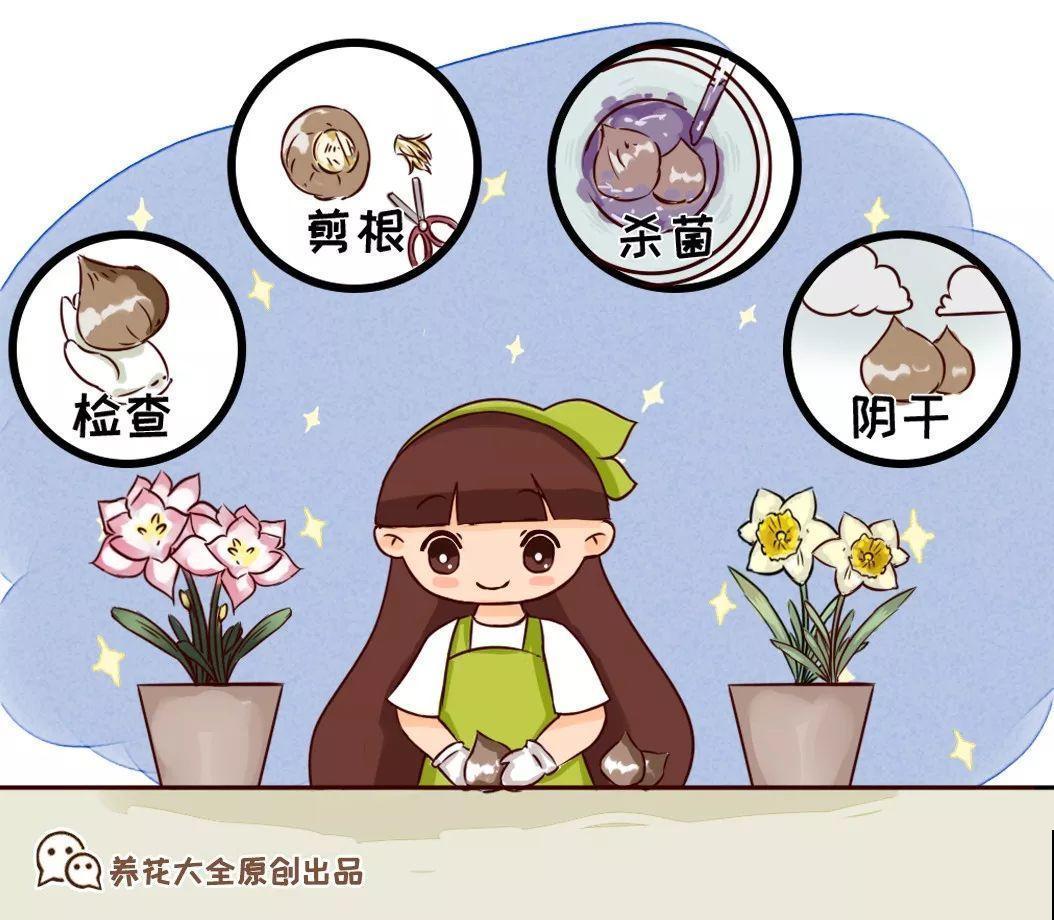 冬天养个大肚子花，不怕冷爱开花，放客厅最有气质！