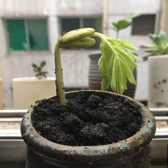 路边碰见这3种果子，捡一把带回家，丢盆里长成发财树！