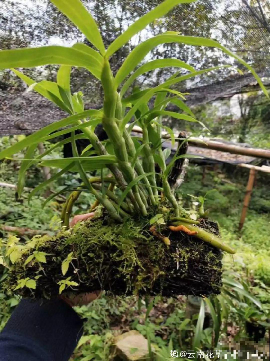 特神奇的花，绑在木头上也能活，一根枝能开20朵花！