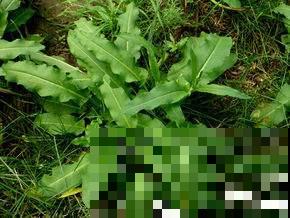 这种野生菠菜长得到处是，原来还有这大作用，再也不当杂草拔掉了