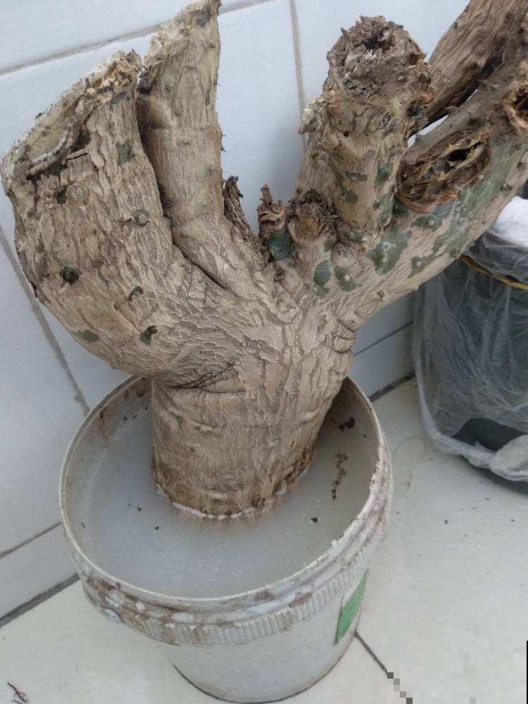 这小粉末看似平常，实际养花少不了，一撮就能养好满阳台的花！