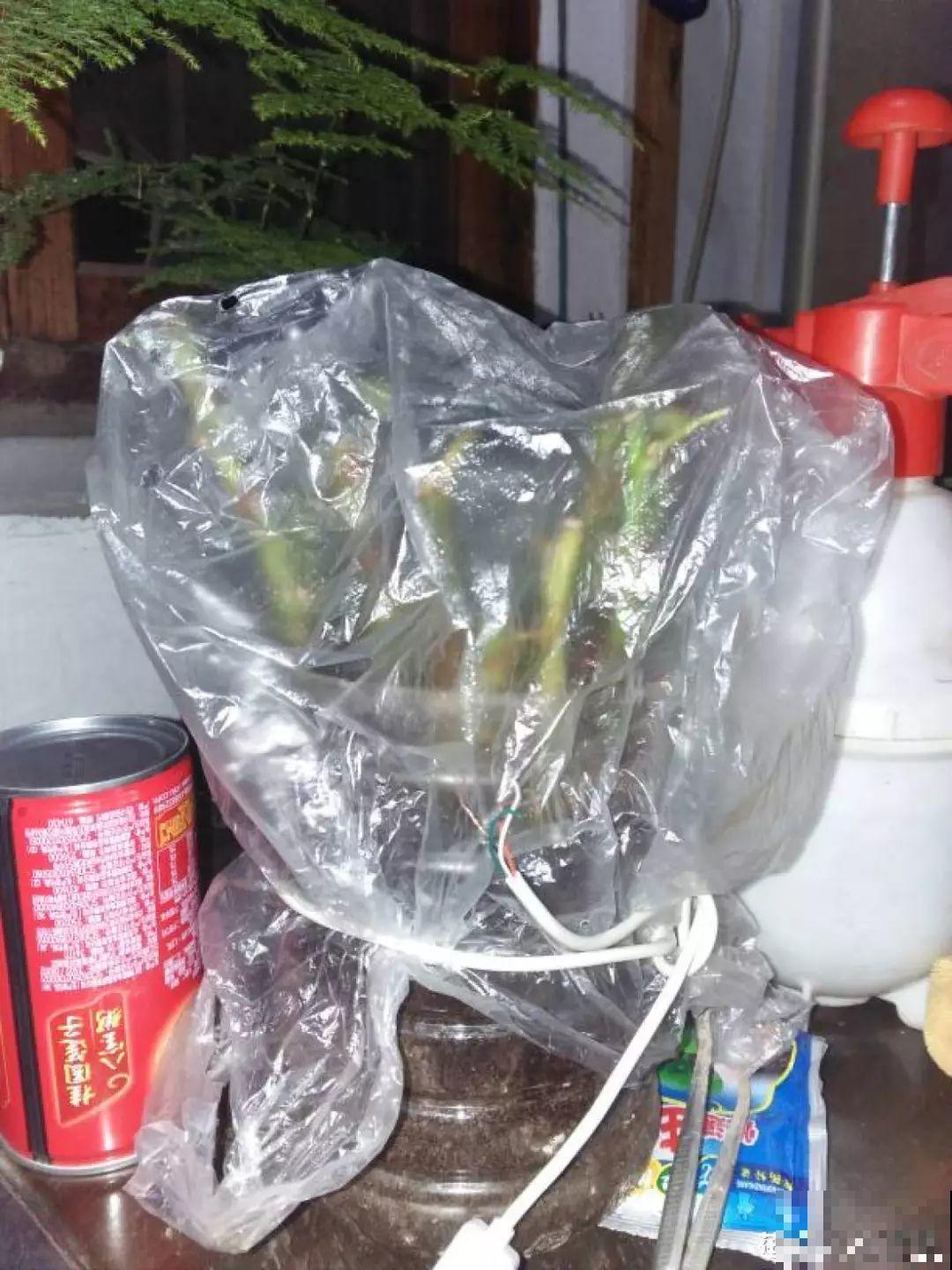 冬天扦插不用愁，准备一个塑料瓶，生根速度翻倍！