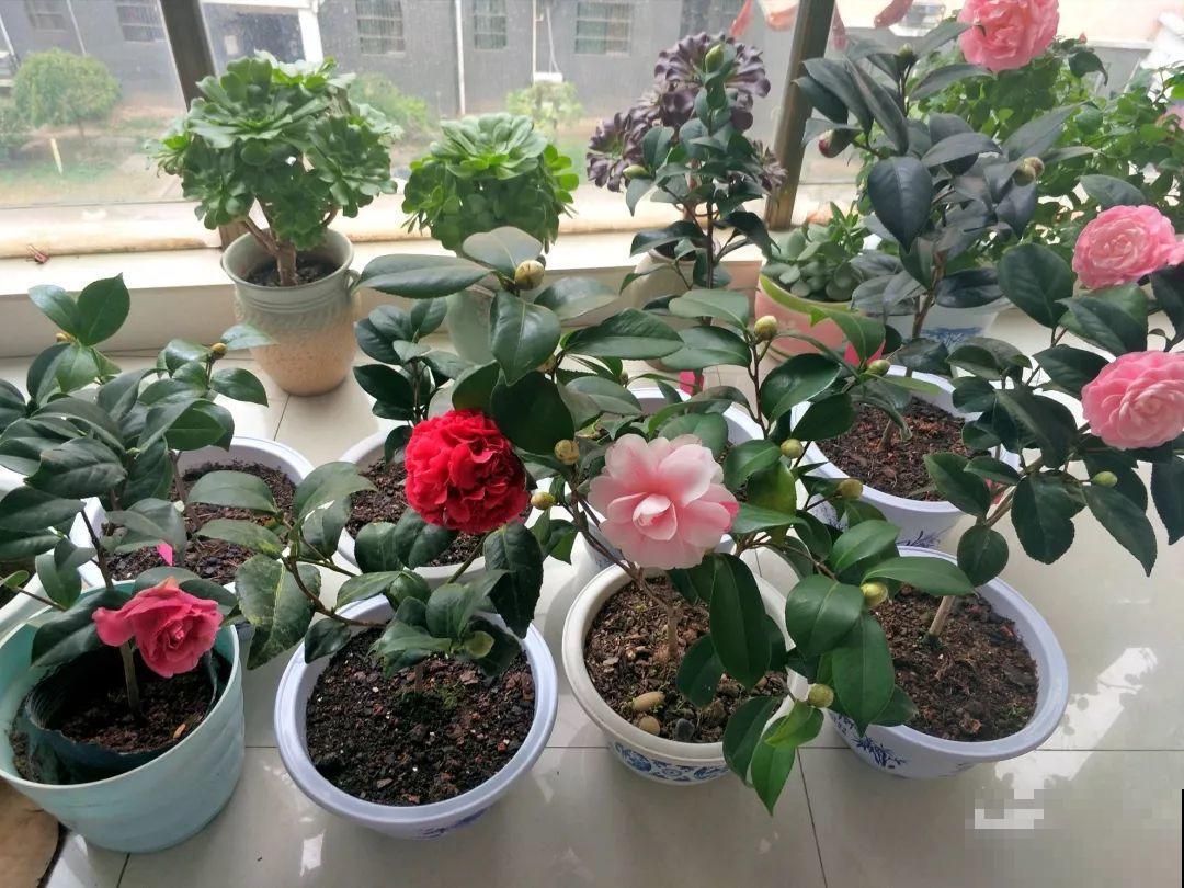 阳台封闭不通风养花，就选这8种花，能种出一个室内花园！