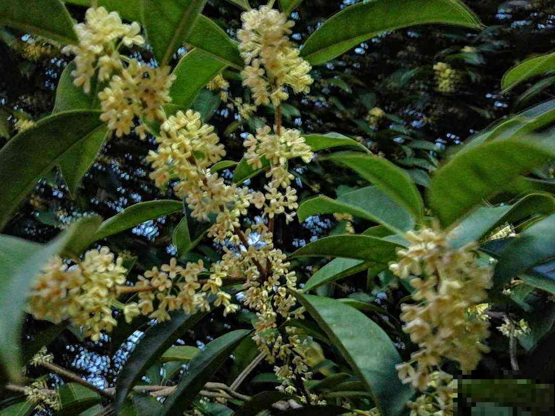 在家养一盆这种花，花香持久很迷人，特别受欢迎！
