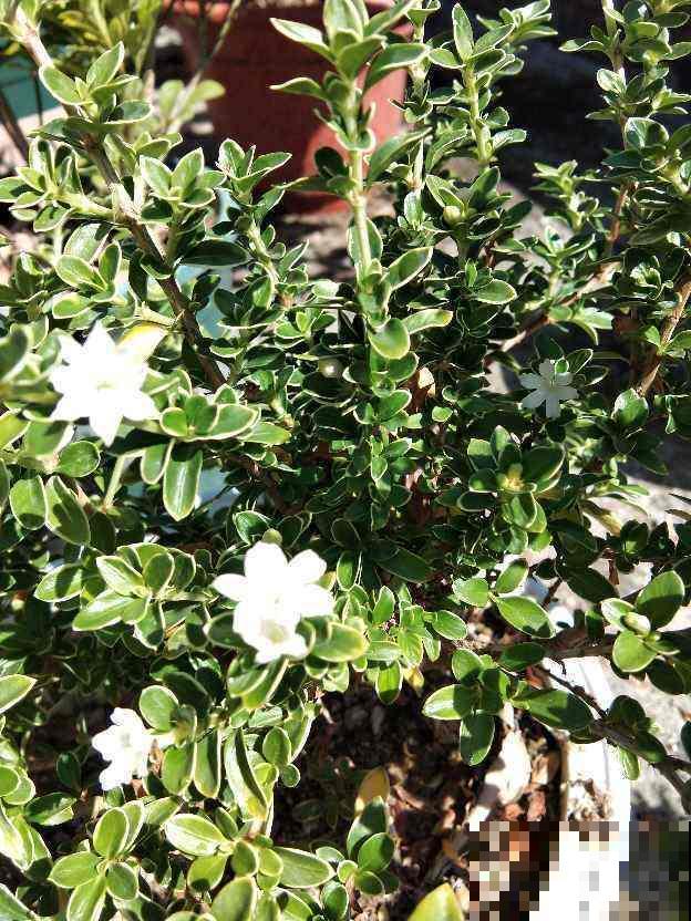 被名字吸引养的花，没想到颜值这么高，比茉莉还动人！
