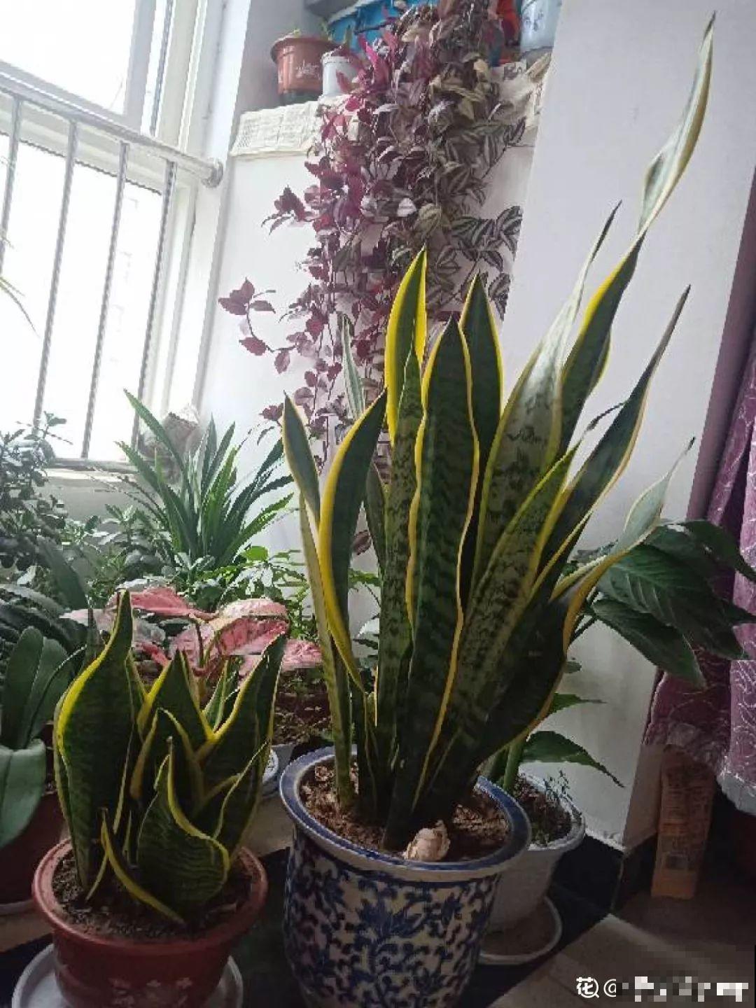 天冷把花搬进屋，修剪杀虫一个也不能少，不然叶子掉没成光杆！