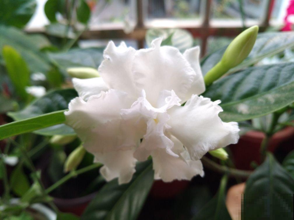 这2种花名字土，开花确实极美，邻居全都被惊艳