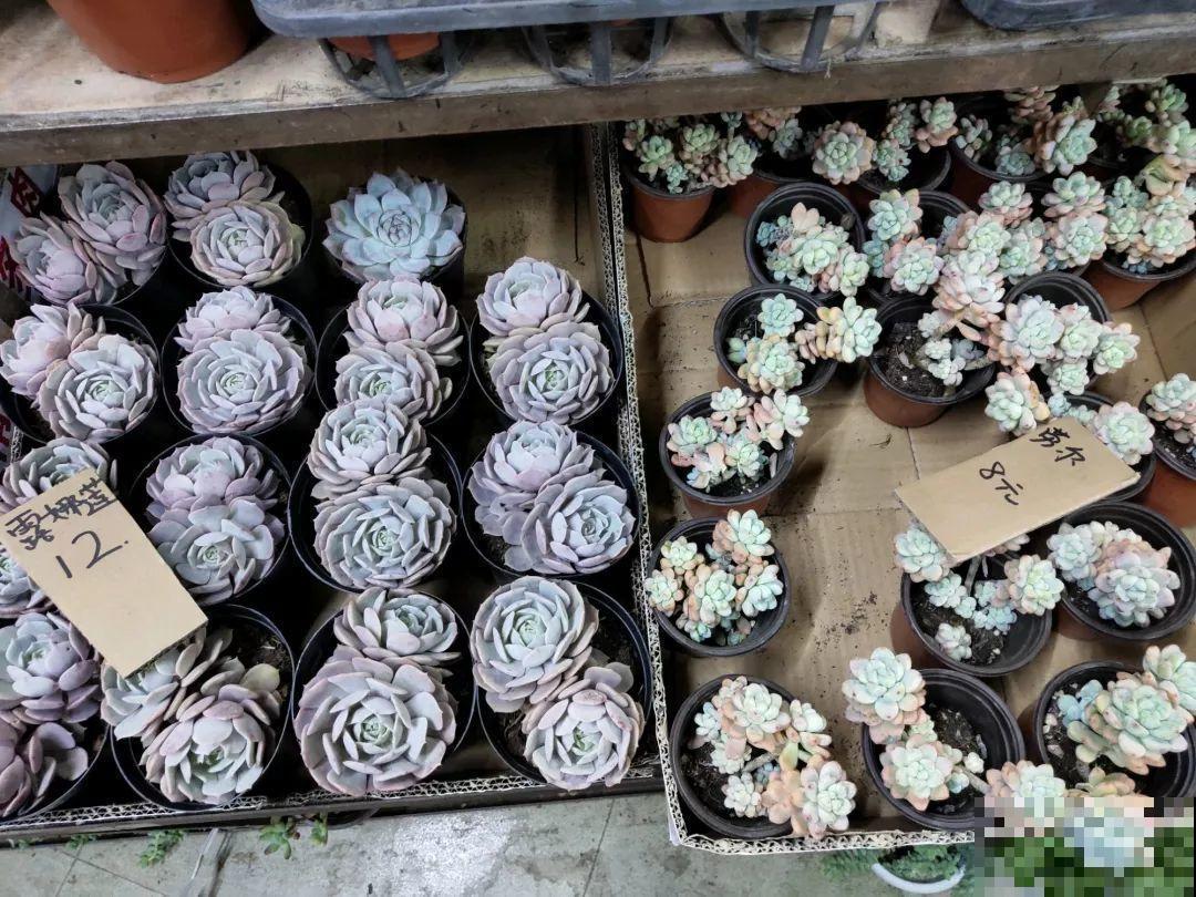 12月逛花市，这花好看又好养，遇到赶紧抱回家！