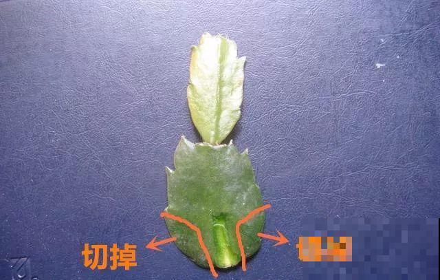 蟹爪兰嫁接技巧，少浇水撒点它，新手也能轻松养生根！