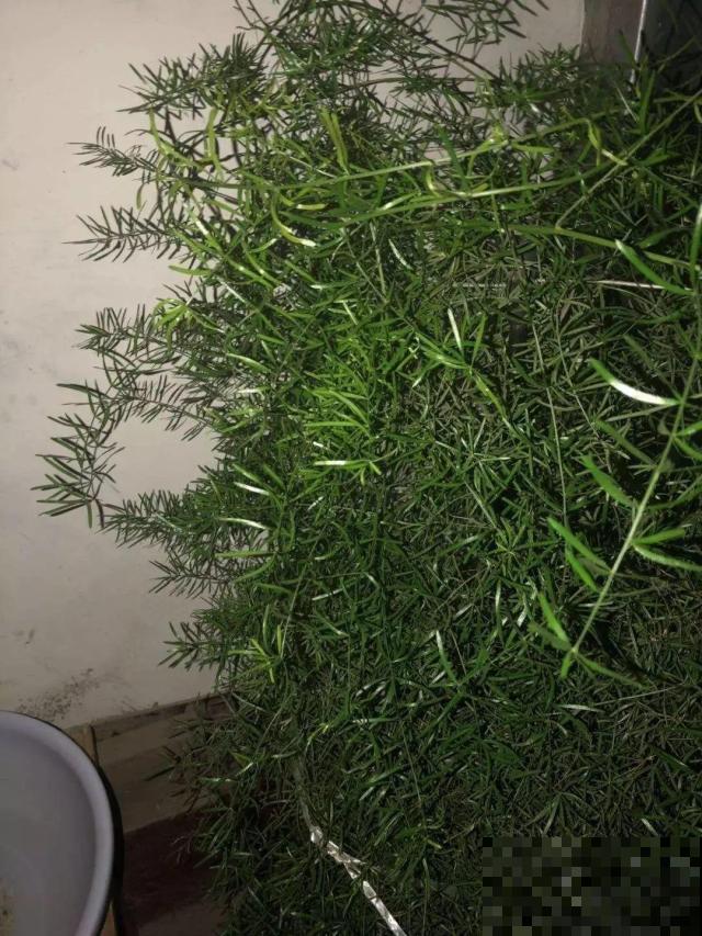 这花极像文竹，叶片翠绿，却比文竹好看好养多了！
