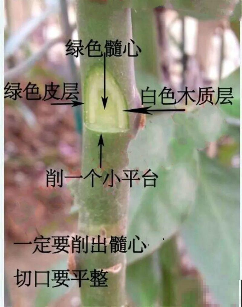 蟹爪兰嫁接技巧，少浇水撒点它，新手也能轻松养生根！