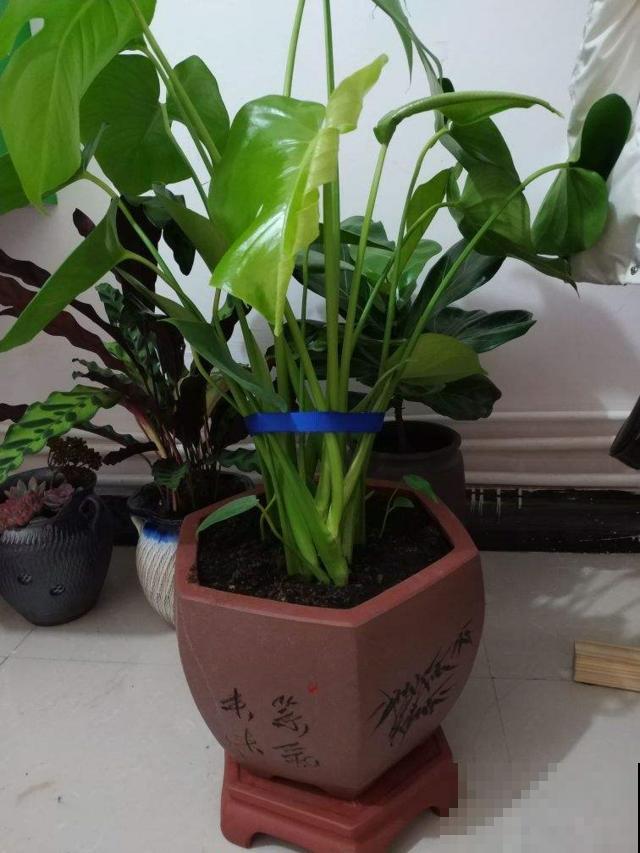 家里龟背竹不开背，原来是这几件事没做对，赶紧改了！