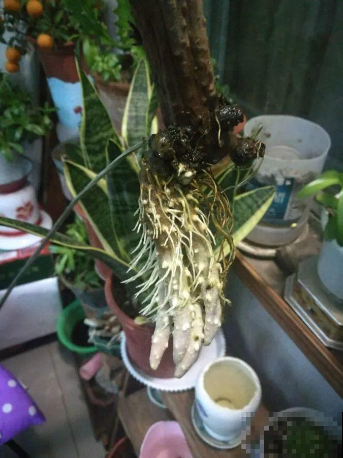 现在养盆它，10天变成小森林，过年就能上桌吃！