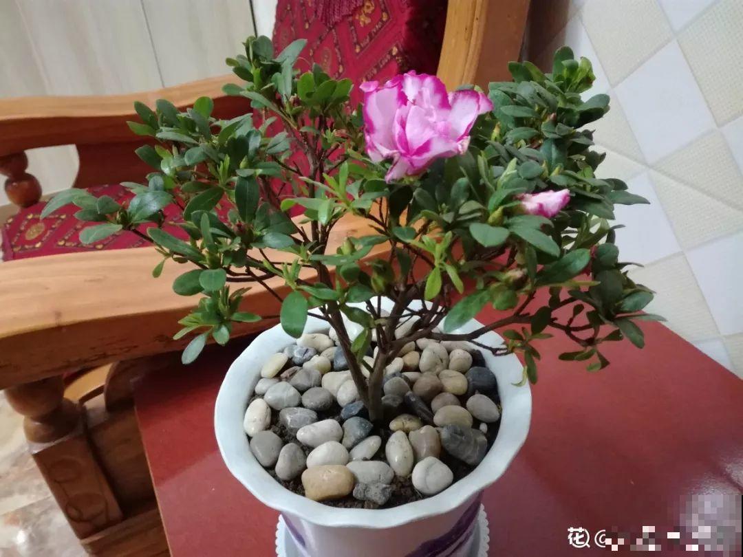 辞职回乡，这是他为养花做过最疯狂的事，却让人人都羡慕！