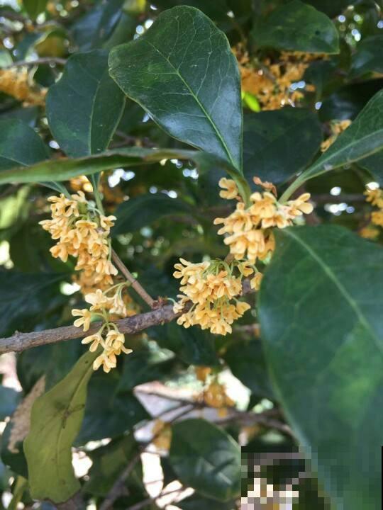 在家养一盆这种花，花香持久很迷人，特别受欢迎！