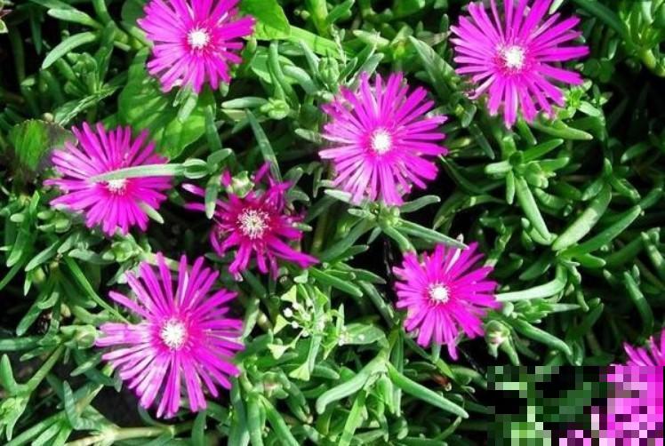 松叶菊虽好养，注意这几点，生长爆盆没问题！