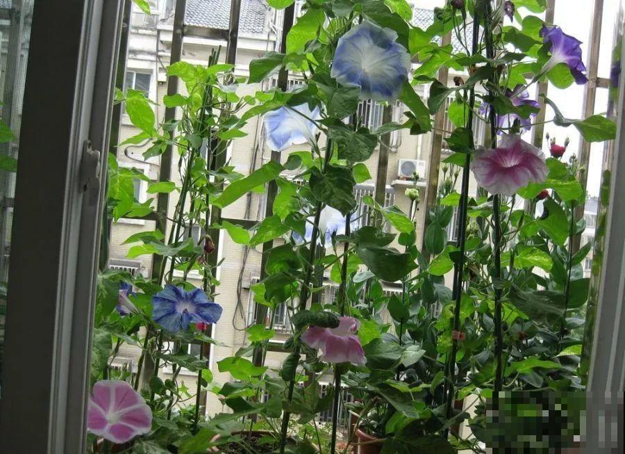 1米宽的防盗窗，挤满99盆花，掐一把开一片！