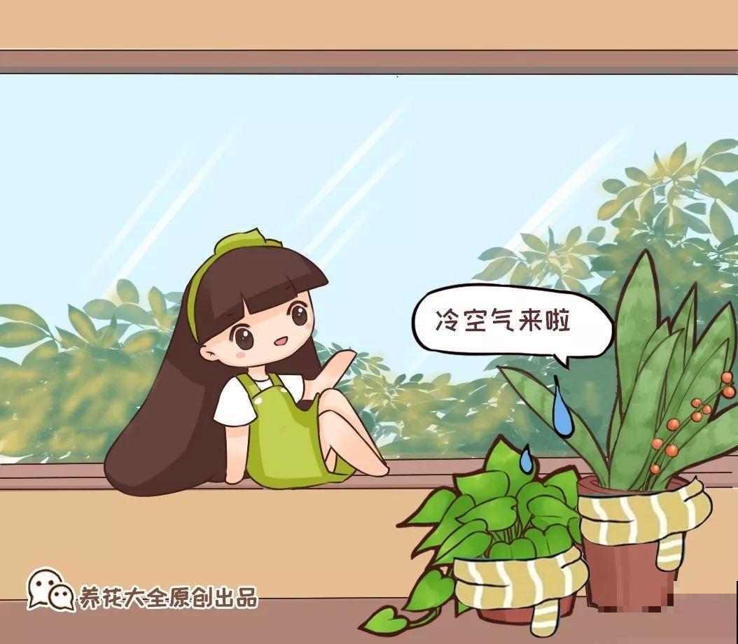 院子里养花，一盆水浇下去，一冬天都冻不死！