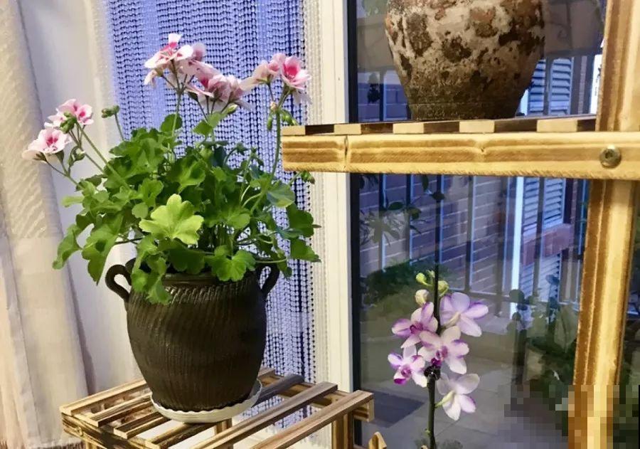 12月扦插这种花，成活率超高，大白根呼呼冒！