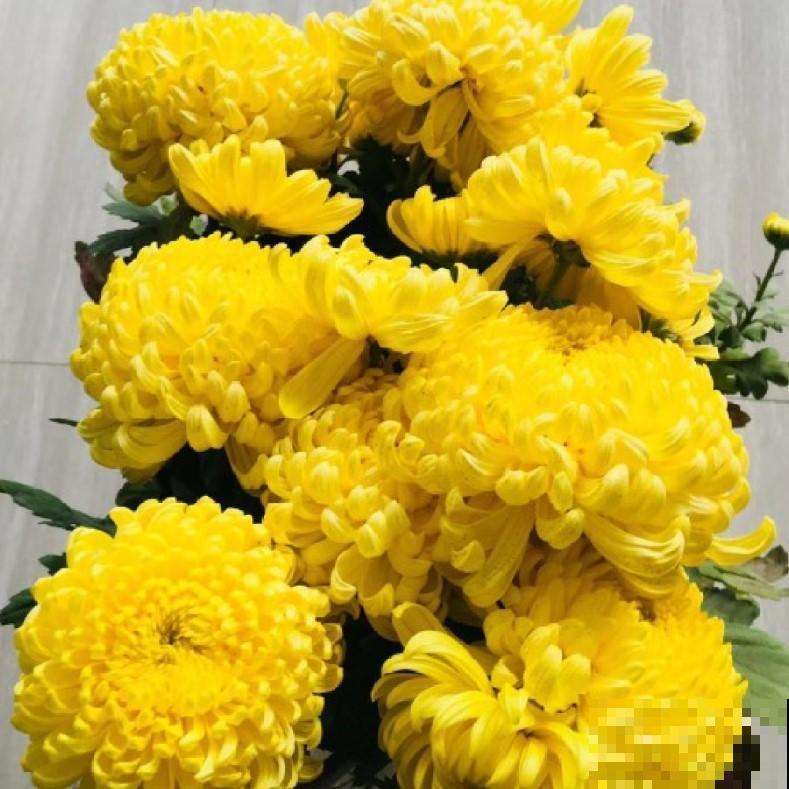 原来菊花还可以扦插，掐个枝，一盆变多盆！