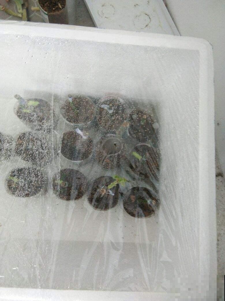 买菜送的泡沫箱扔了好可惜，不如拿来养花，一冬旺得堪比春天！