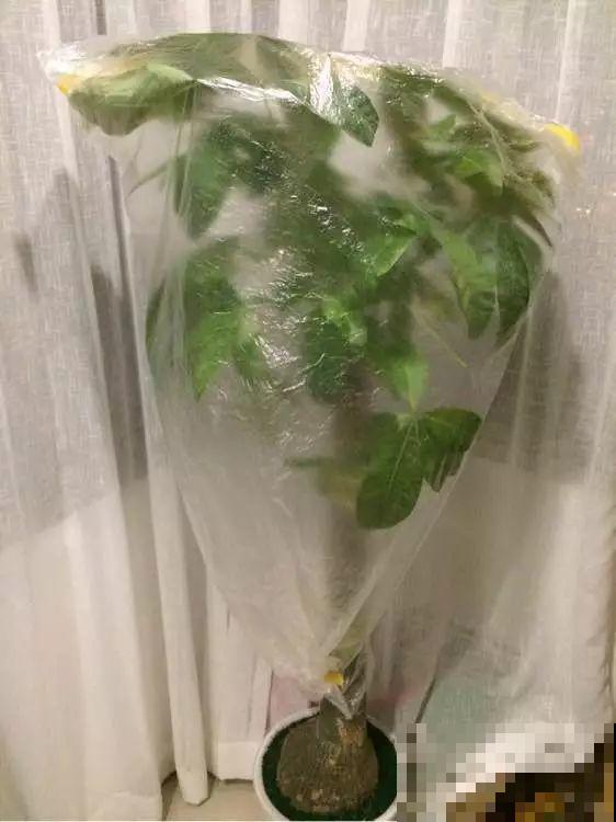 7种花最容易冻伤，低于10度就断水，否则熬不过冬天！