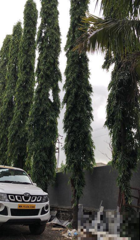 老外种路边的花，长得像个瓶刷子，路过的人都拍照！