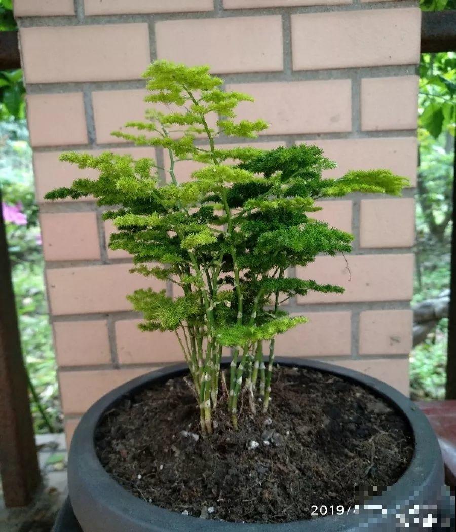 养这花别心软，遇到黄叶狠心剪，越剪长得越快！