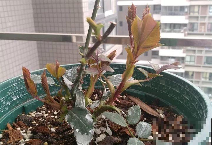 月季冬天就得剪，剪早剪晚都不行，不然连芽都不长！