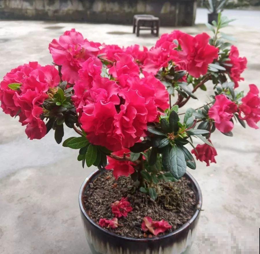 养花得会选盆，选对了花开爆盆，选错了黄叶烂根！