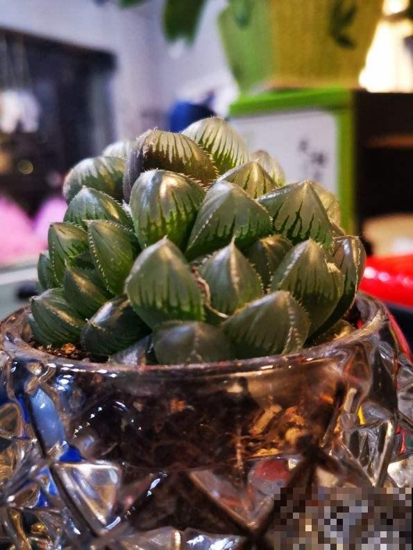 爷爷养的玉露，叶子透亮有光泽，技巧就在于“闷”
