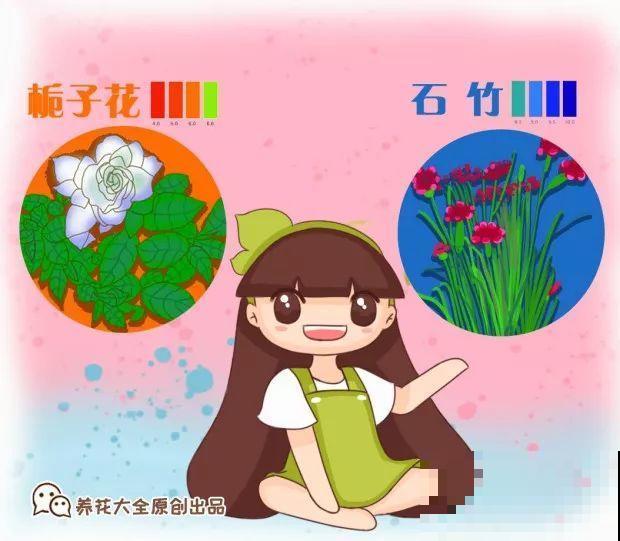 这些花爱吃醋，得用酸土养，不然黄叶不长个！